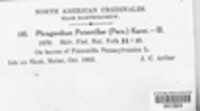 Phragmidium potentillae image